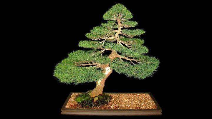 Bonsai Tree Hd 3440x1440 - bonsai tree