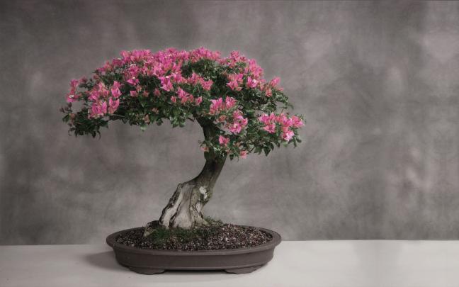 Zen Bonsai Wallpapers - Top Free Zen Bonsai Backgrounds - WallpaperAccess