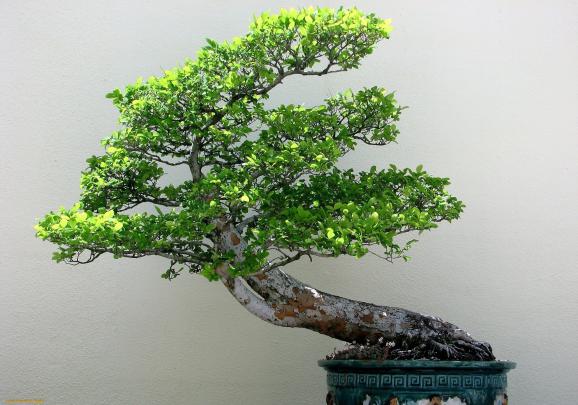 Bonsai Wallpapers Wallpapers - Top Free Bonsai Wallpapers Backgrounds 