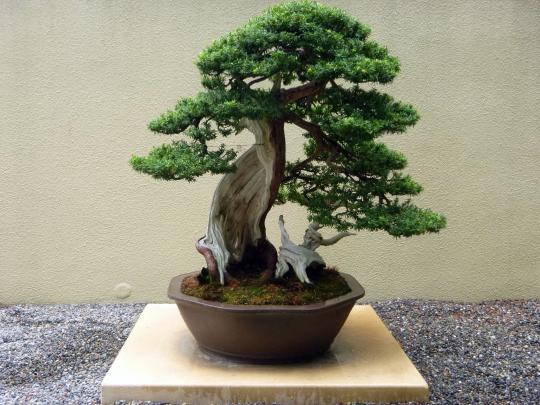 Bonsai Wallpaper (67+ pictures)