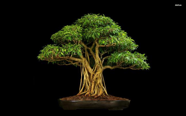 Bonsai Wallpapers Wallpapers - Top Free Bonsai Wallpapers Backgrounds 