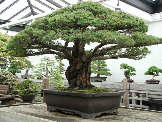 Bonsai tree wallpaper | 2048x1536 | #10061