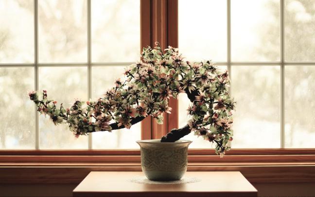 Bonsai Tree Wallpapers - Top Free Bonsai Tree Backgrounds - WallpaperAccess