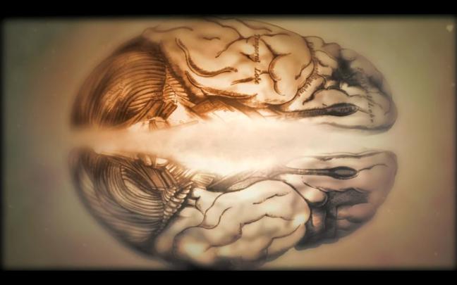 Brain Anatomy Wallpaper \u00b7\u2460 