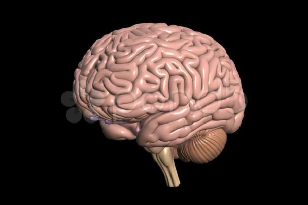 Brain wallpaper \u00b7\u2460 Download free beautiful backgrounds for desktop and 