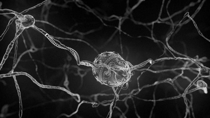 Brain Anatomy Wallpapers (62+ background pictures)