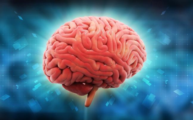 Brain Anatomy Wallpapers (62+ background pictures)