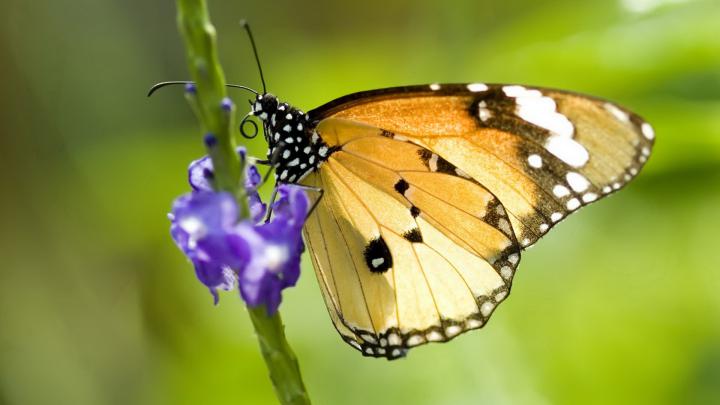 [48+] Nature Butterfly Wallpaper 