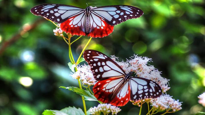 Butterfly Full HD Wallpaper and Background | 1920x1080 | 166582