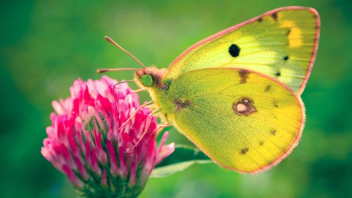 Butterfly wallpaper \u00b7\u2460 Download free beautiful full HD wallpapers for 