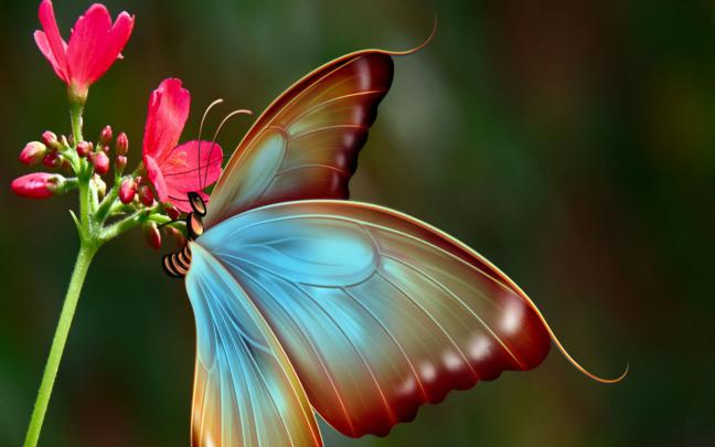 Big Butterfly Wallpaper for Widescreen Desktop PC 1920x1080 Full HD
