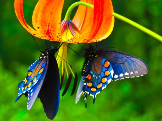 Butterfly Wallpaper Screensaver #10995 Wallpaper | WallDiskPaper
