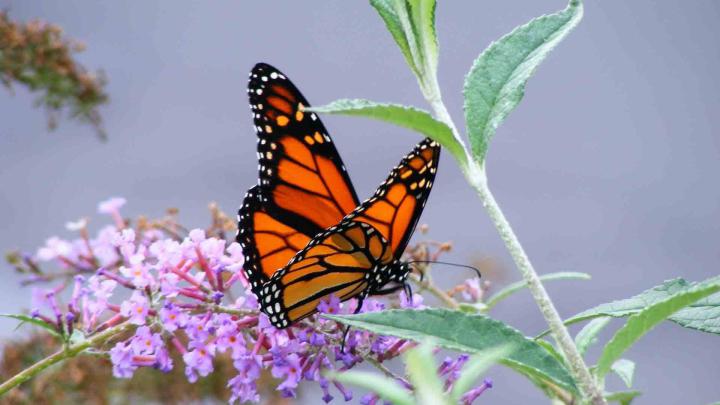 Monarch Butterfly Wallpaper (64+ pictures)