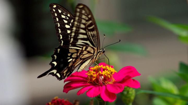 Butterfly Wallpaper 1920x1080