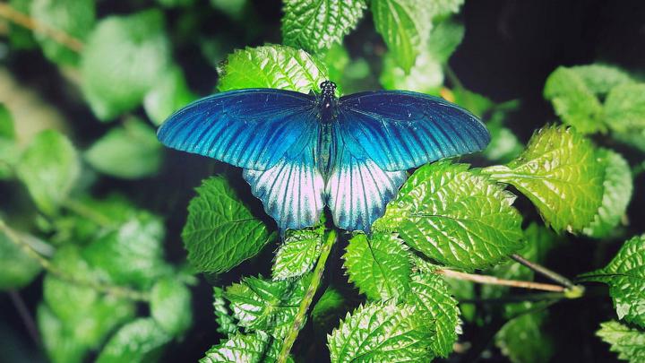 Wallpaper Butterfly Pictures Desktop | 2021 Cute Wallpapers