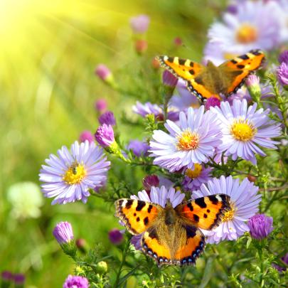 Spring Butterfly Wallpaper Desktop -