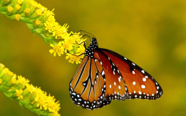 Spring Butterfly Wallpapers - Top Free Spring Butterfly Backgrounds 
