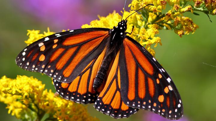 Wallpapers Butterflies (58+ images)