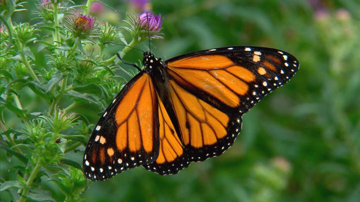 Monarch Butterfly Wallpaper (64+ pictures)
