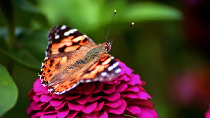 Butterfly wallpapers 1920x1080 Full HD (1080p) desktop backgrounds