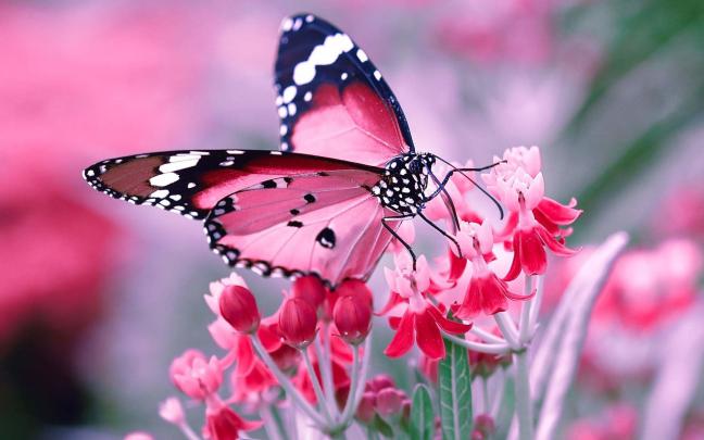 Full HD Butterfly Wallpapers - Top Free Full HD Butterfly Backgrounds 