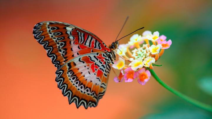 Butterfly Wallpaper 1920x1080