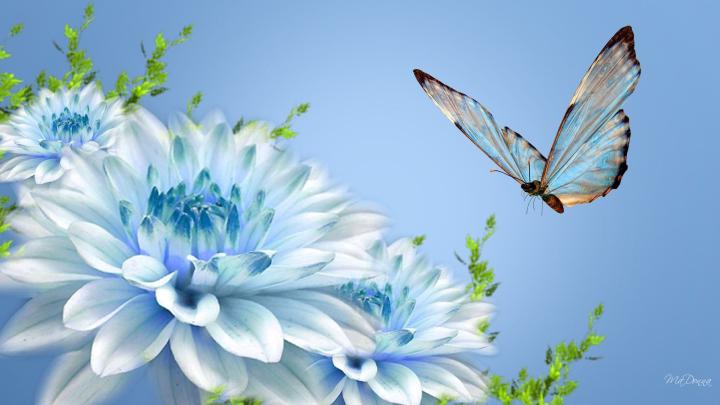 Butterfly wallpaper \u00b7\u2460 Download free beautiful full HD wallpapers for 