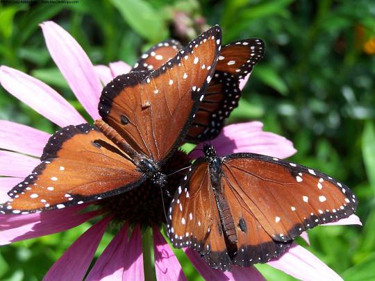 [48+] Nature Butterfly Wallpaper 