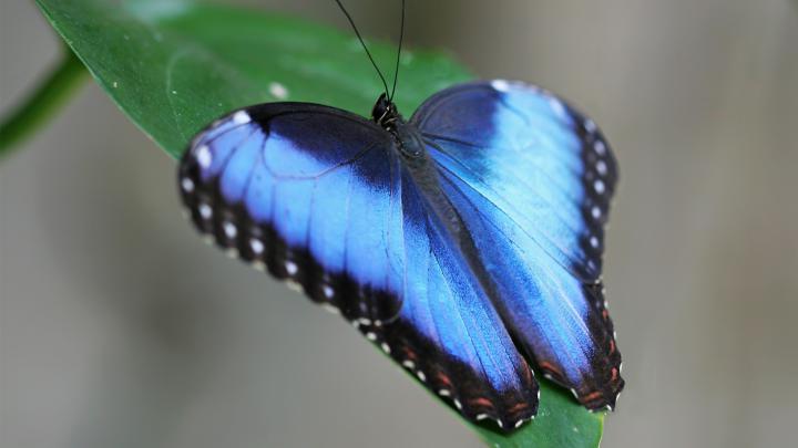 nature butterfly animals 1920x1080 wallpaper High Quality Wallpapers 