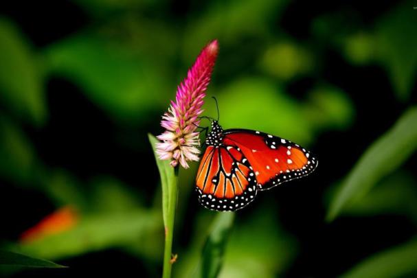 Butterfly wallpaper \u00b7\u2460 Download free beautiful full HD wallpapers for 