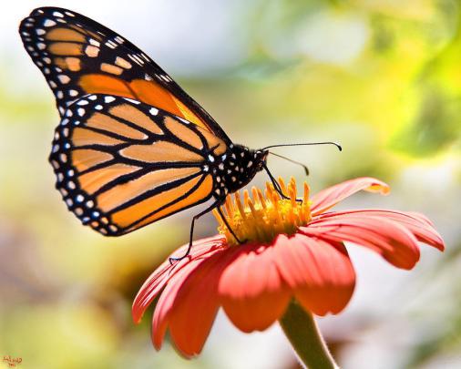 Butterfly Wallpaper - Wallpaper Sun