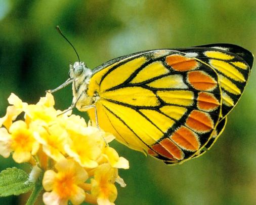 Free Butterfly Screensavers and Wallpapers -