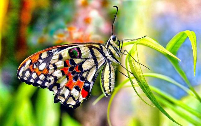 Beautiful Butterfly Wallpapers (64+ pictures)