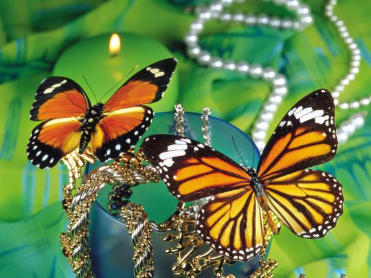 Monarch Butterfly Wallpaper -