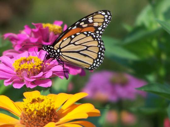 Nature Butterfly Wallpaper -