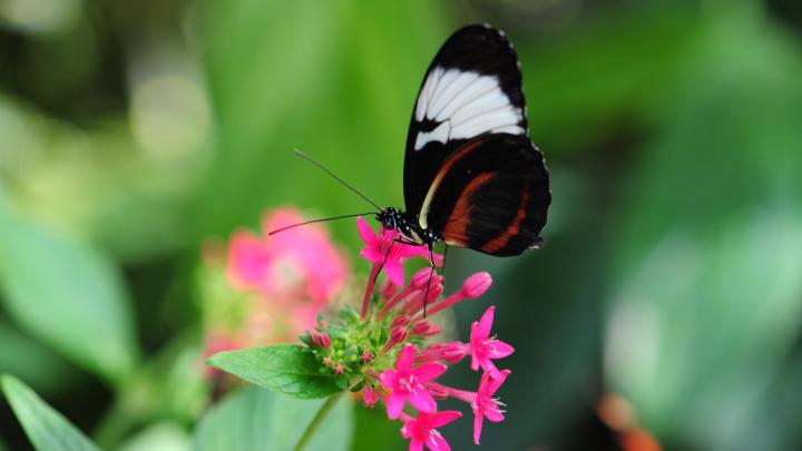 Butterfly Wallpaper - Wallpaper Sun