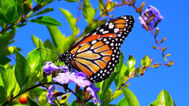 Spring Butterfly Wallpaper Desktop -
