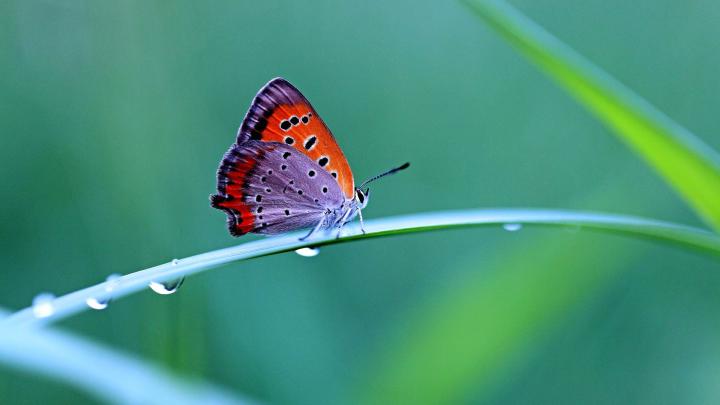 butterfly | Colorful Butterfly wallpaper in 1920x1080 resolution | HD 