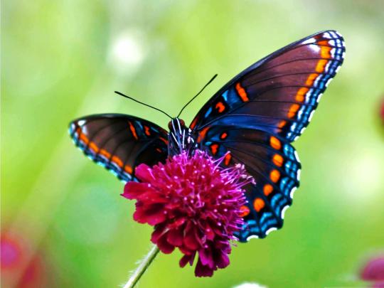 Butterfly wallpaper | 1600x1200 | #36533