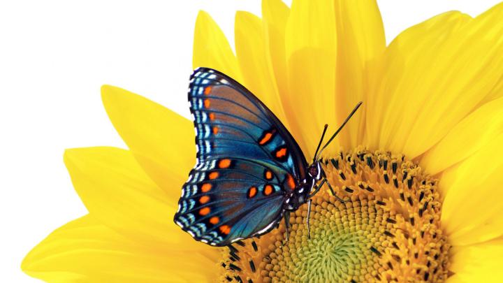 Monarch Butterfly Wallpaper (64+ pictures)