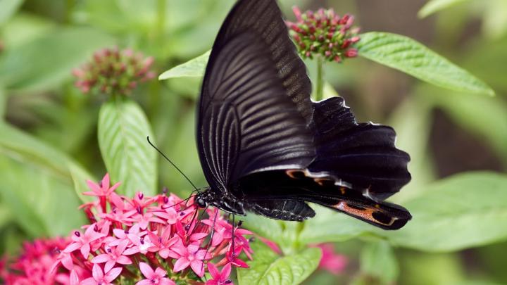 Butterfly HD Wallpaper | Background Image | 1920x1080