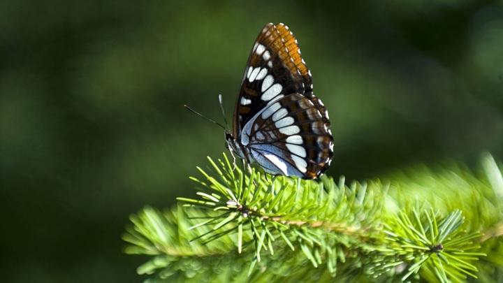 nature butterfly 1920x1080 wallpaper High Quality Wallpapers,High 