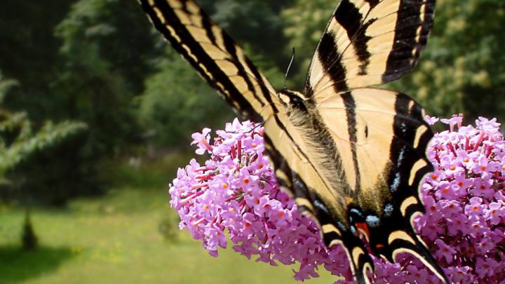 Butterfly Wallpaper - High Definition, High Resolution HD Wallpapers 