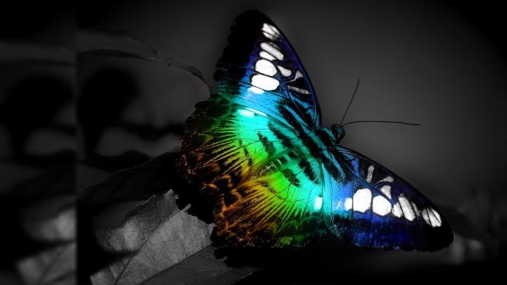 Butterfly Wallpaper 1920x1080 #3636 Wallpaper | WallDiskPaper
