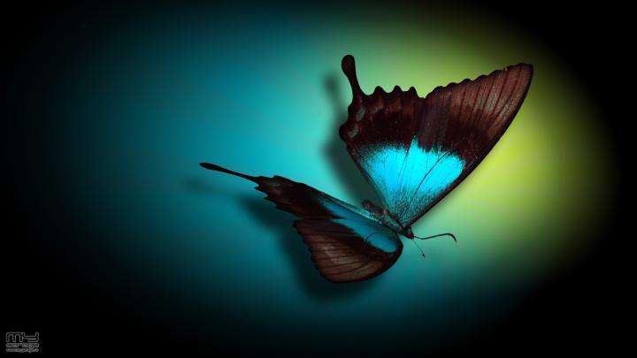 Blue Butterfly Wallpaper (75+ pictures)