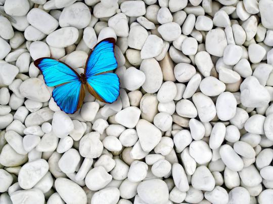 Butterfly wallpaper \u00b7\u2460 Download free beautiful full HD wallpapers for 
