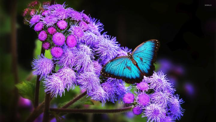 Butterfly Wallpapers Images (71+ background pictures)