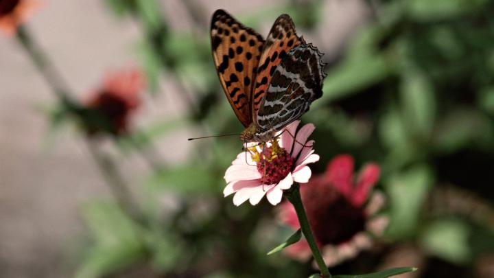 flowers butterfly 1920x1080 wallpaper \u2013 Animals Butterflies HD Desktop 