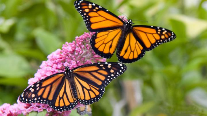 Monarch Butterfly Wallpaper -