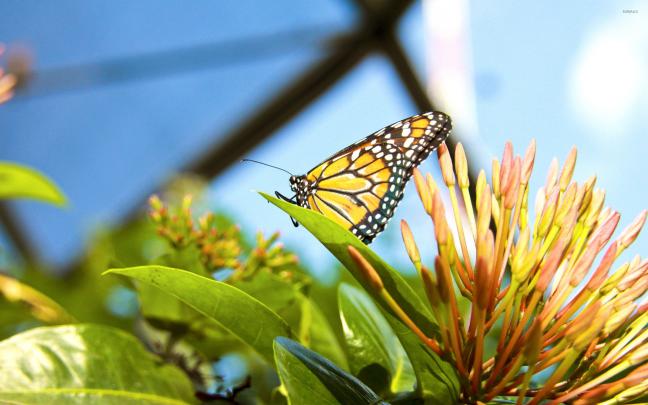 Monarch Butterfly [2] wallpaper - Animal wallpapers - #34265